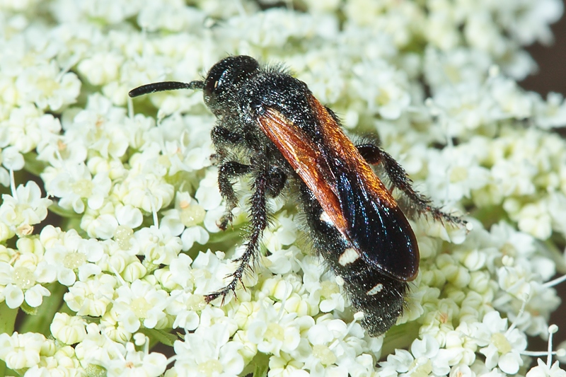 Scolia sexmaculata - Malta